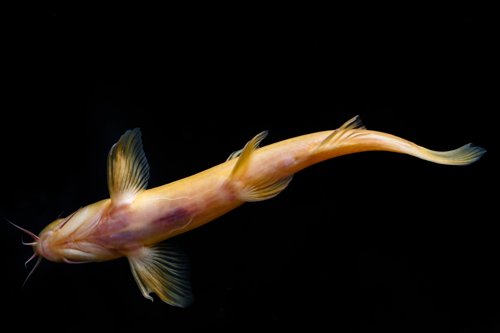 Triplophysa rosa