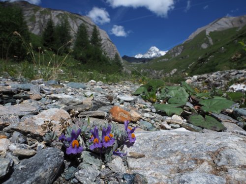 alpine toadflax