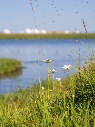 bayanbulak