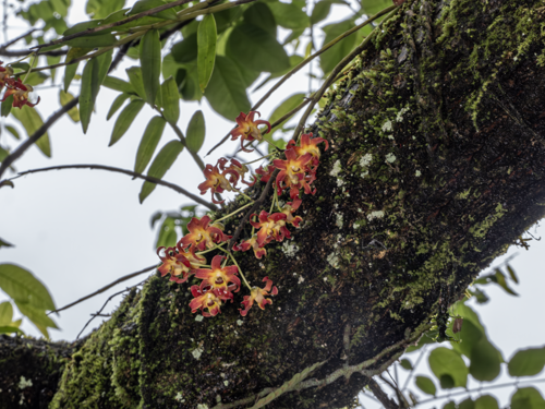 Dendrobium fanjingshanense