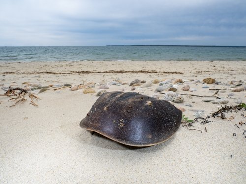 horseshoe crab