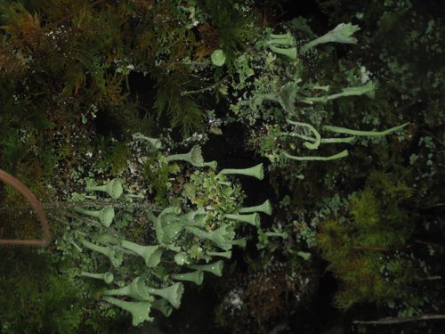 lichen