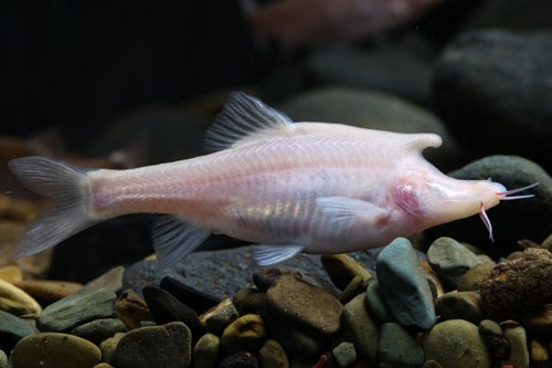Sinocyclocheilus longicornus